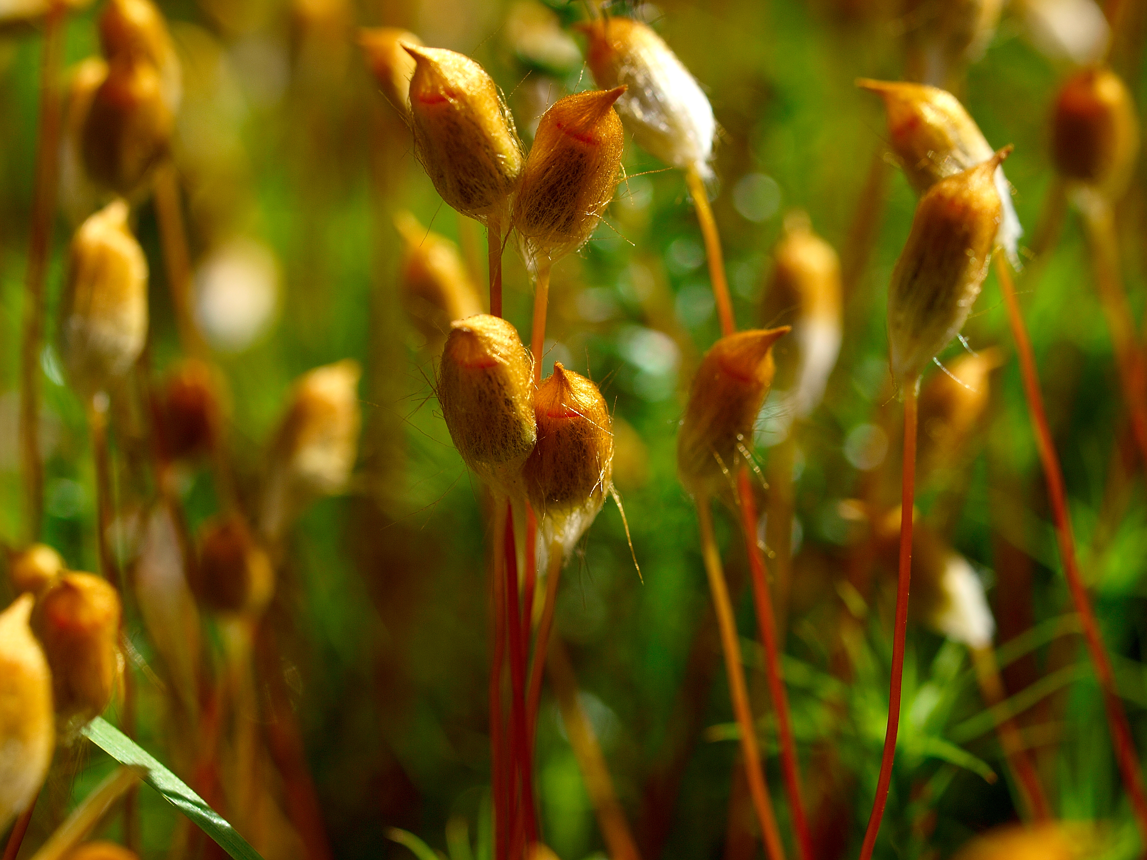 Кукушкин лен относится к цветковым растениям